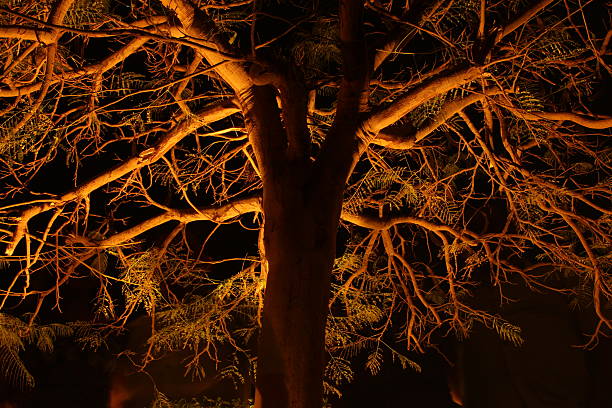 the night photo of a tree without leaves illuminated from below