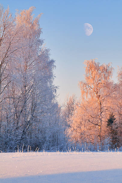 istock Trees in magnificent hoarfrost at sunset with the moon. 522526241
