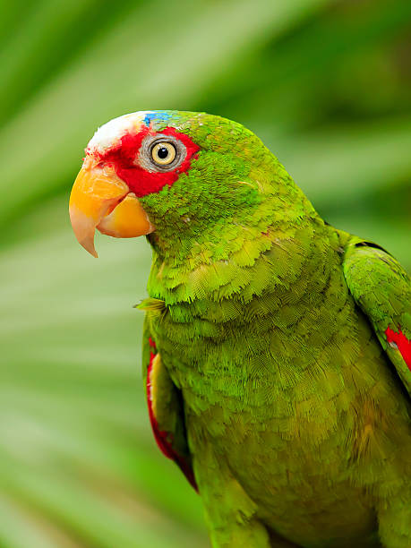 istock Portrait of White-fronted Parrot 522526695