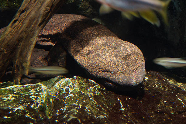 istock Japanese Giant Salamander 522526827