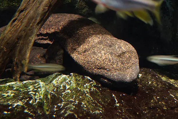 Name: Japanese giant salamander 