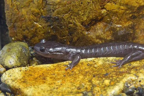 Name: Ishiduchi salamander, mount ishizuchi salamander