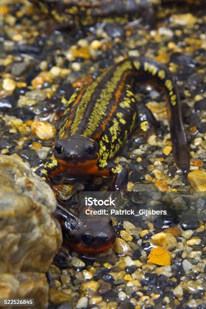 Swordtail Newt Stock Photo - Download Image Now - Amphibian, Animal, Animal Wildlife