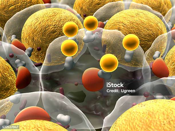 Cells Cell Structure Stock Photo - Download Image Now - Adipose Cell, Mitochondrion, Lipoprotein