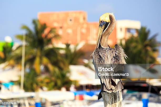 Brown Pelican On Mexican Mujeres Island Stock Photo - Download Image Now - Pelican, Sitting, Animal