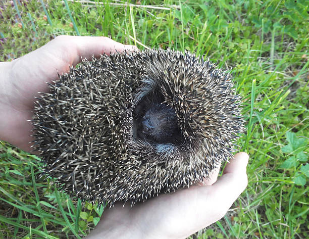 istock Frightened hedgehog curled up on the palms 522529126