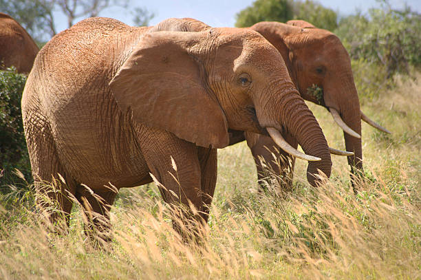 Family of elephants