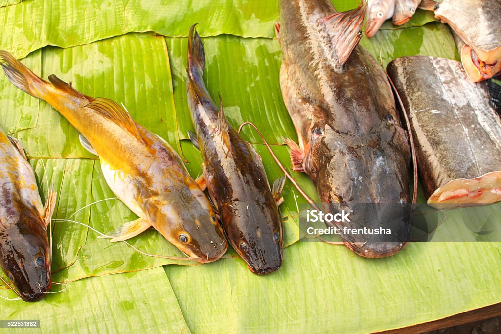 Freshly caught catfish on palm leaf Freshly caught catfish on palm leaf in a morning fish market, Luang Prabang, Laos Animal Stock Photo