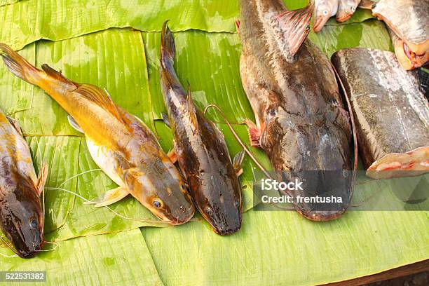 Freshly Caught Catfish On Palm Leaf Stock Photo - Download Image Now - Animal, Asia, Business