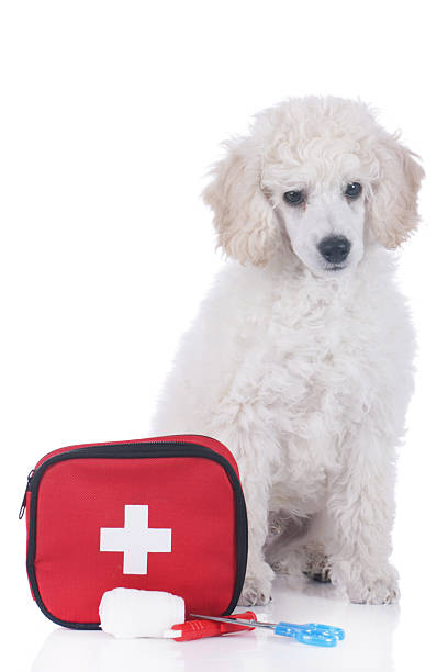 istock Cute poodle puppy with first aid kit 522531676