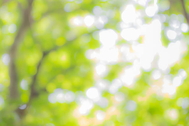 istock blur green and yellow natural leaf and branch forest background 522532000