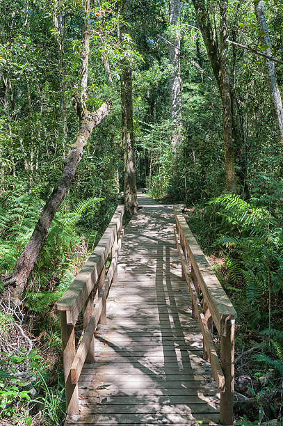 istock Trail to the 1000 year old yellowwood tree 522532930
