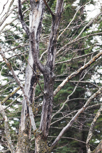 Decayed Maple Tree Dead Maple Tree Stock Photo - Download Image Now - Bare Tree, Branch ...