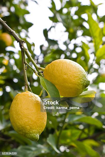 Two Lemons On A Tree Stock Photo - Download Image Now - Lemon Tree, Outdoors, Agriculture