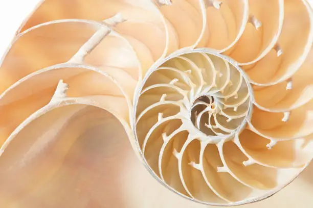 Photo of Nautilus shell golden section pattern background