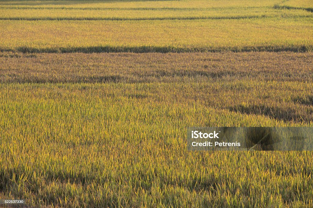 Rice field in the Vietnamese countryside Nature/Industry Agriculture Stock Photo