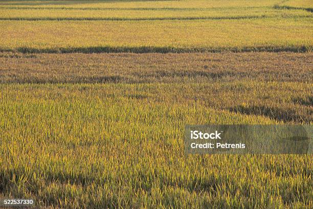 Rice Field In The Vietnamese Countryside Stock Photo - Download Image Now - Agriculture, Apiculture, Ecosystem