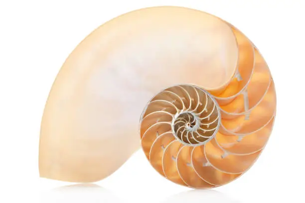 Photo of Nautilus shell section on white, clipping path