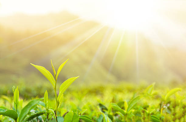 branch with tea leaves on sunny background