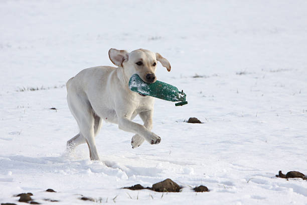 Labrador Retriever in the snow