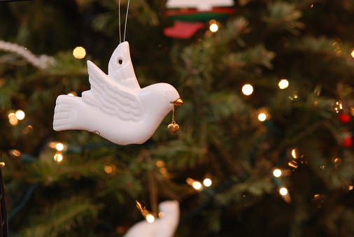 White dove ornament hanging on a balsam fir