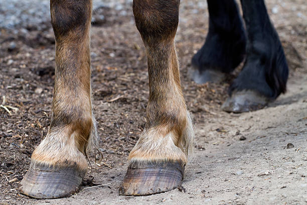 istock Rear hooves horse 522538747