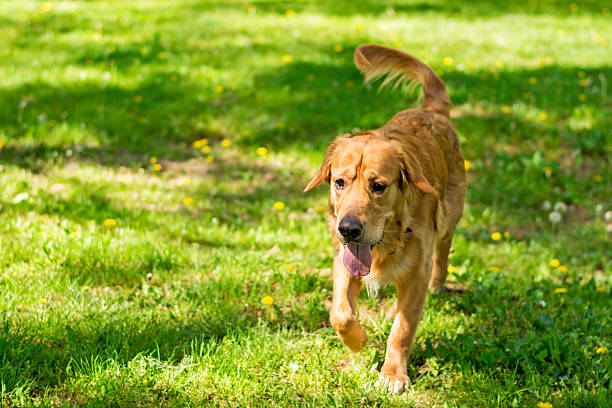 istock Dog in action,on the grass 522539784