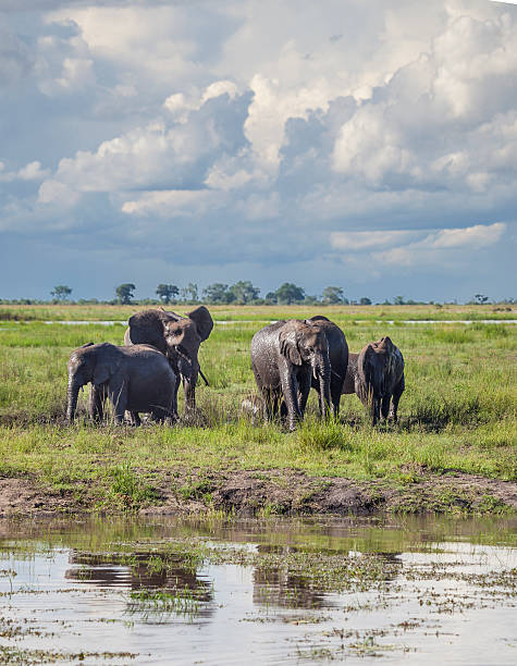 istock African Elephants under storm clouds; Chobe N.P. Botswana, Africa 522539928