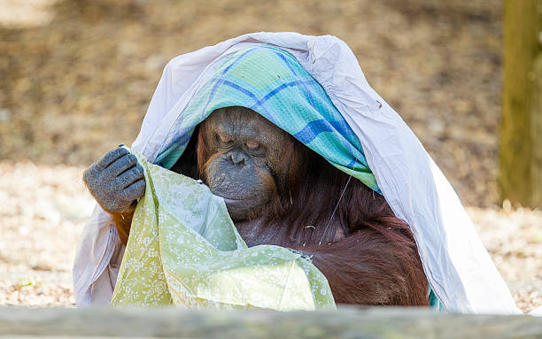 Bornean Orangutam   getting fashionable