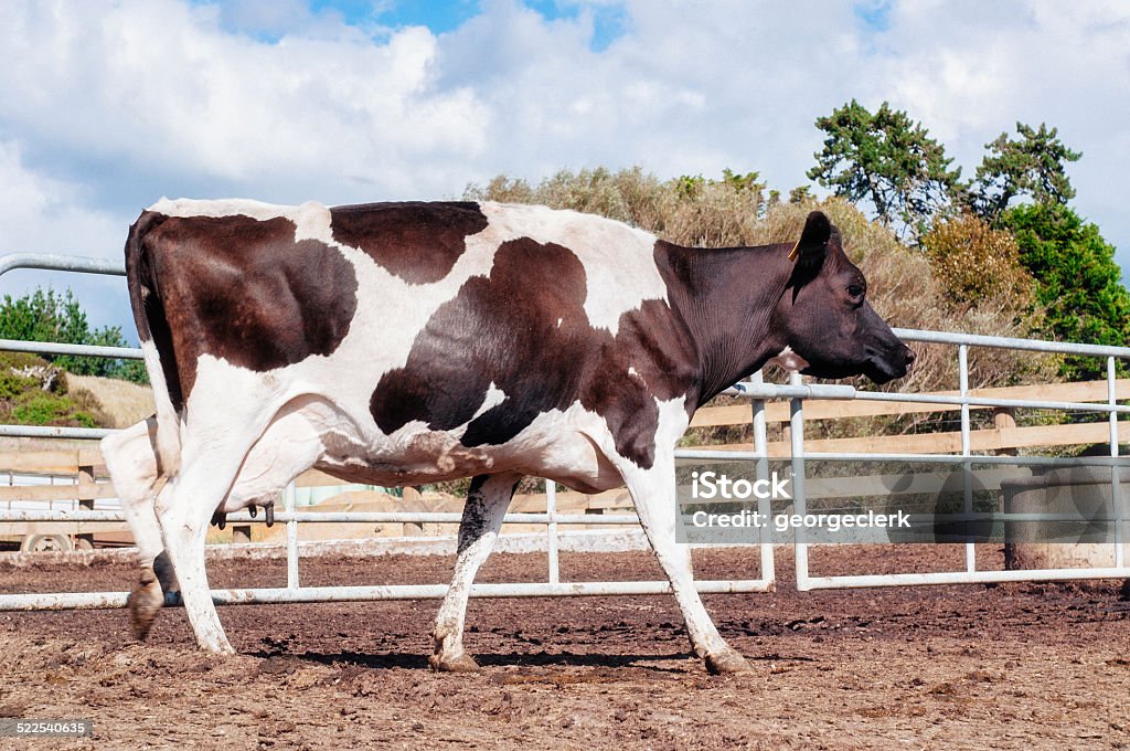 Dairy Cow A dairy cow walking out of a milking parlour in New Zealand. Dairy Cattle Stock Photo