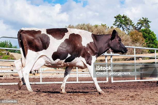 Dairy Cow Stock Photo - Download Image Now - Dairy Cattle, New Zealand, Walking