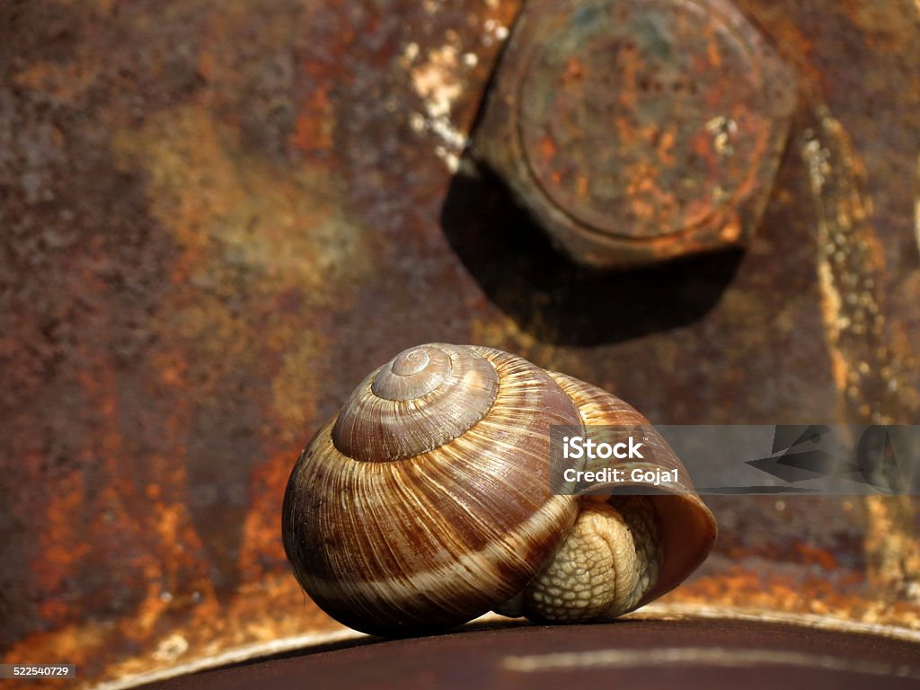 Snail Snail on the abandoned iron pipes Animal Stock Photo
