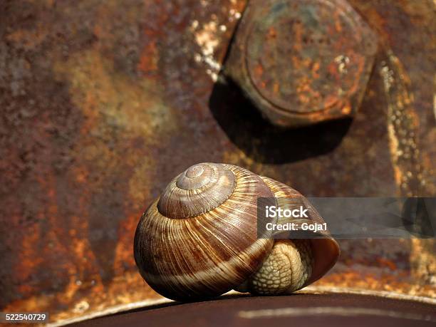 Snail Stock Photo - Download Image Now - Animal, Animal Wildlife, Brown