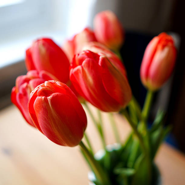 tulpen - blütenpracht ストックフォトと画像
