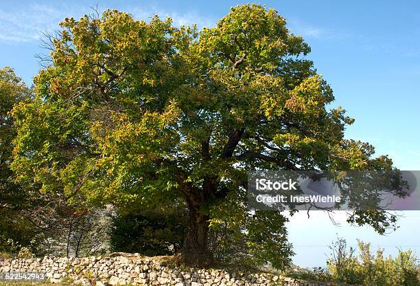 Chestnut Tree Stock Photo - Download Image Now - Autumn, Blue, Brown