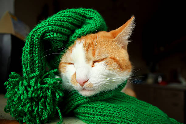 istock Sleeping cat in a green hat and a scarf with pompons. 522542953
