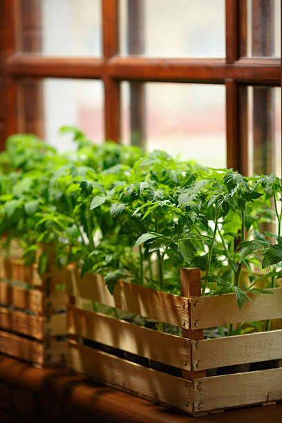 istock Green tomato seedlings planted in boxes 522543538