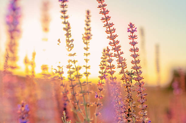 istock summer flowers on sunset, natural background 522543743