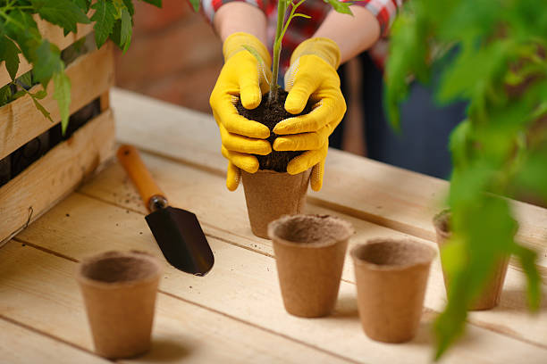 istock Giving the new life 522543760