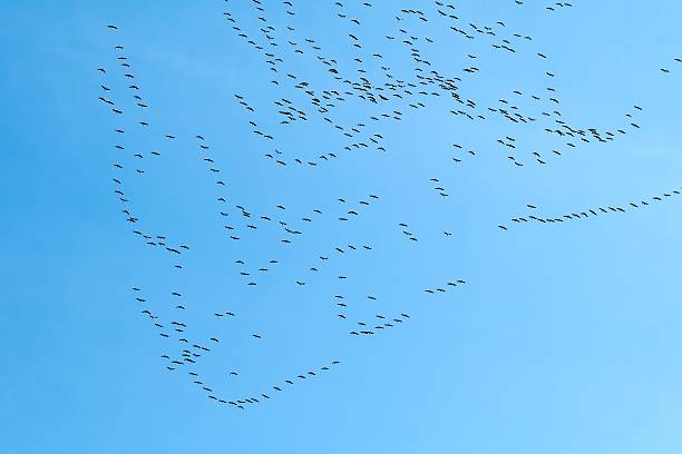 latający gęsi - gaggle snow goose flying large group of animals zdjęcia i obrazy z banku zdjęć