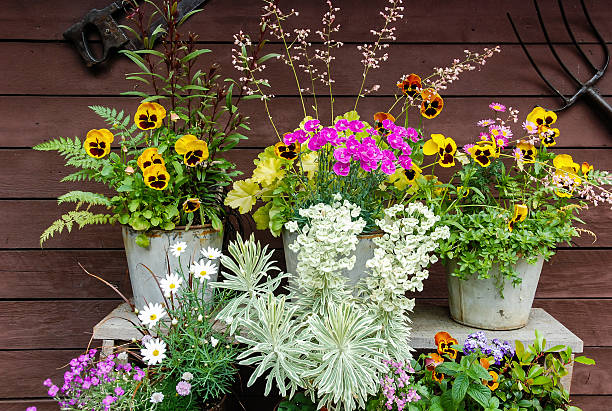 Summer flowers and Herbs in Pots Summer flowers and herbs in old metal pots on steps in front of a shed. euphorbia characias stock pictures, royalty-free photos & images