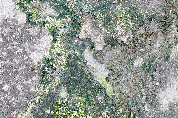 istock Lichen on the cement floor 522544447