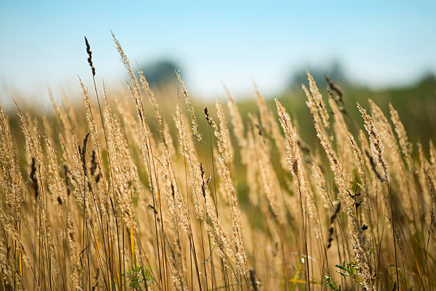 istock Field of dried herbs at sunset . 522544495