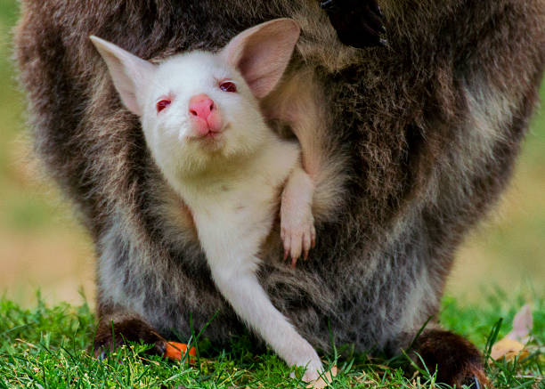istock Albino baby bennett's wallaby 522544545