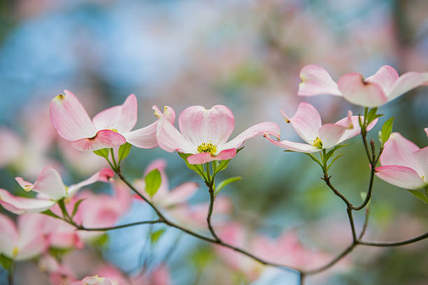 Pink Dogwoods in Bloom with blue sky Branch of eastern pink dogwood trees in bloom in the spring with blue sky background dogwood trees stock pictures, royalty-free photos & images