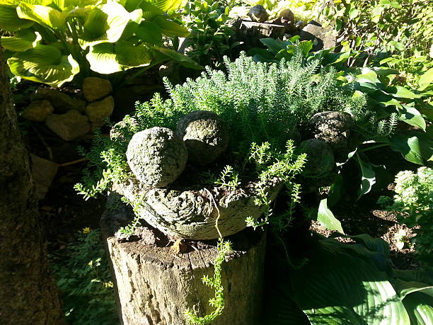 A hypertufa (tufa) planter in a shaded garden surrounded by hostas in summer.