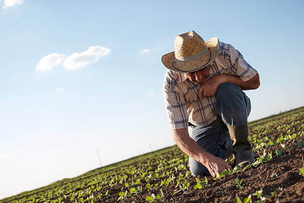 istock Senior farmer in a field examining crop 522545040