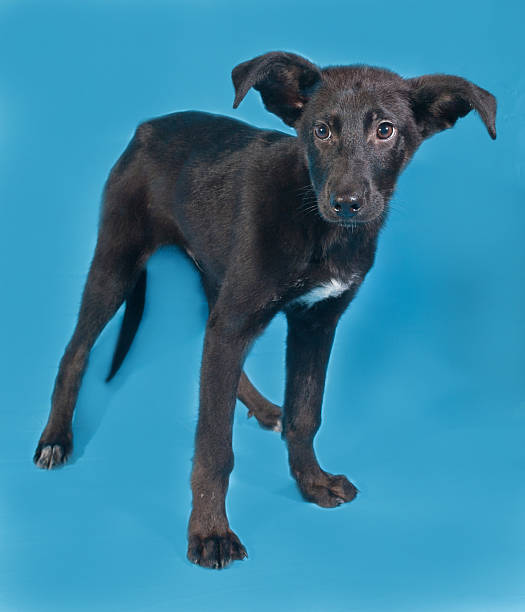 istock Black puppy with white spot standing on blue 522545055