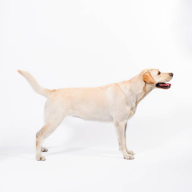 istock golden labrador - retriever on a white background 522545056