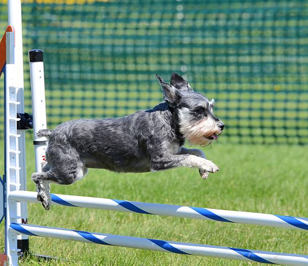 istock Miniature Schnauzer at Dog Agility Trial 522545166